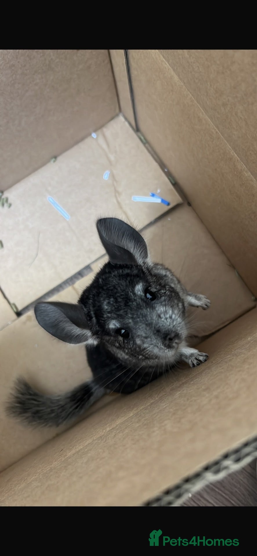 Chinchilla rodents male chinchilla - Advert 1