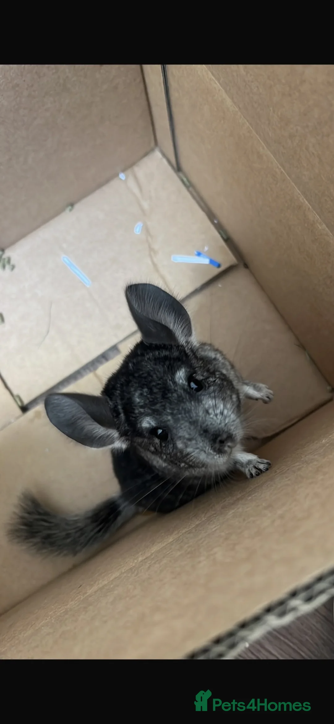 Chinchilla rodents for sale: male chinchilla in Port Talbot - Advert 1