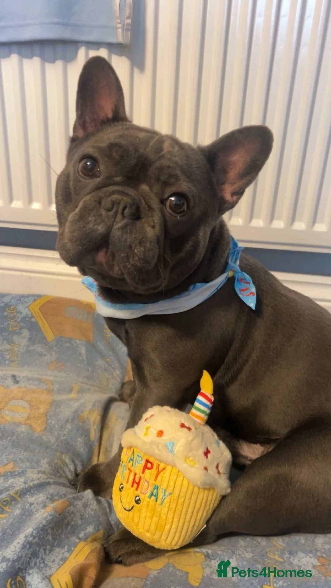French Bulldog dogs for sale: 3 year old French bulldog  in Sheffield - Advert 2