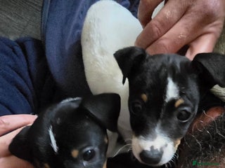 Jack Russell dogs Jack russel puppies - Advert 10