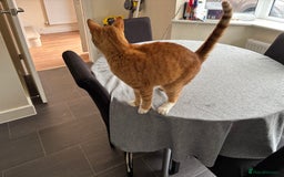 Domestic Shorthair cats for sale: Looking for a loving home  - Image 4
