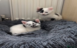 Mixed Breed cats for sale: Beautiful healthy kittens 😍😍 - Image 12