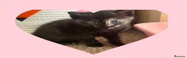 Ragdoll 4