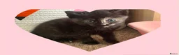 Ragdoll cats for sale: Beautiful ragdoll kittens - Advert 7
