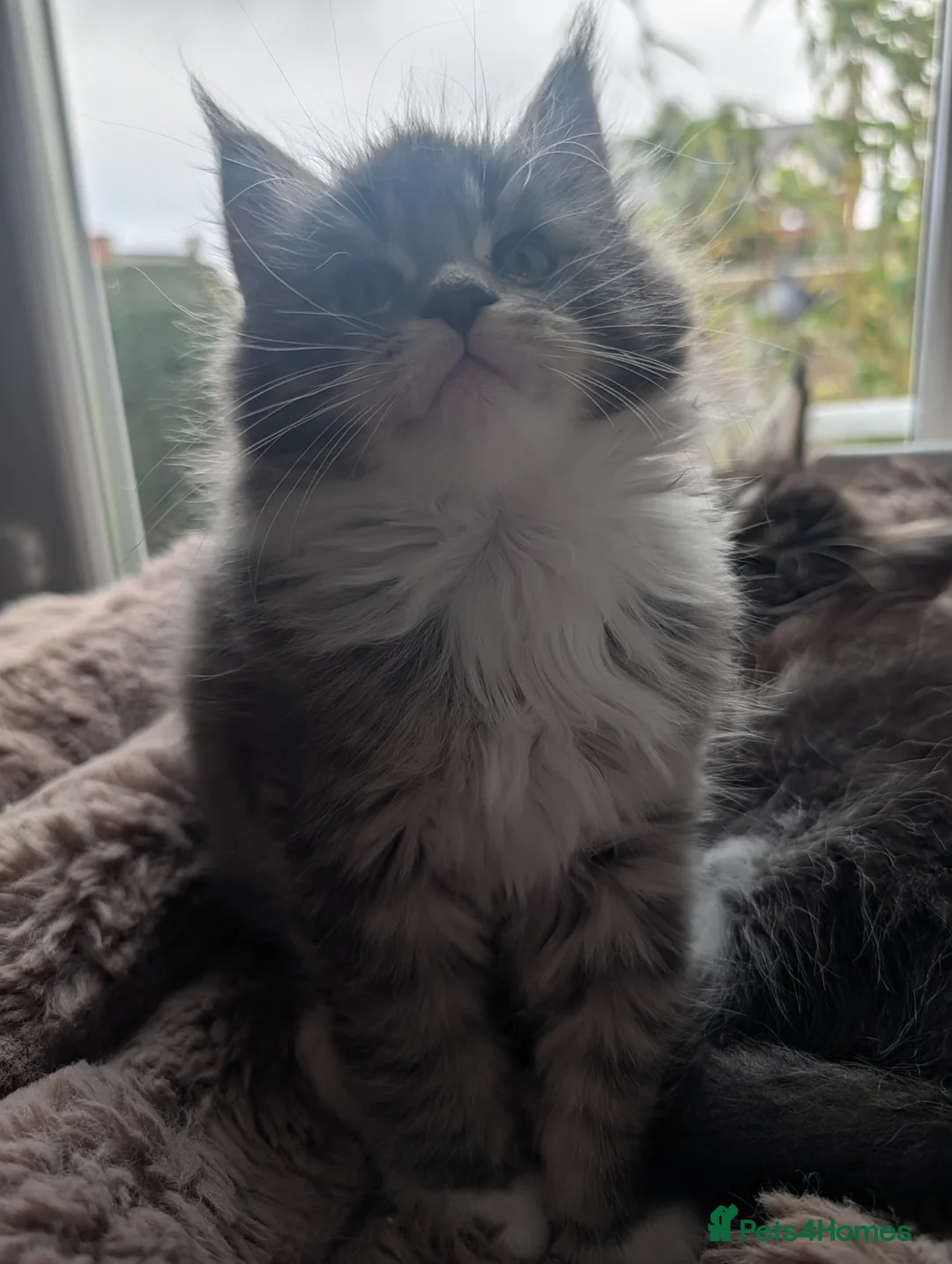 Maine Coon cats for sale: Beautiful Tica Registered Maine Coon kittens  - Advert 5