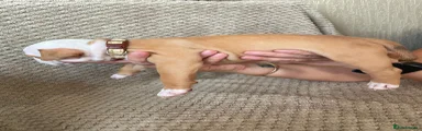 Mixed Breed 3