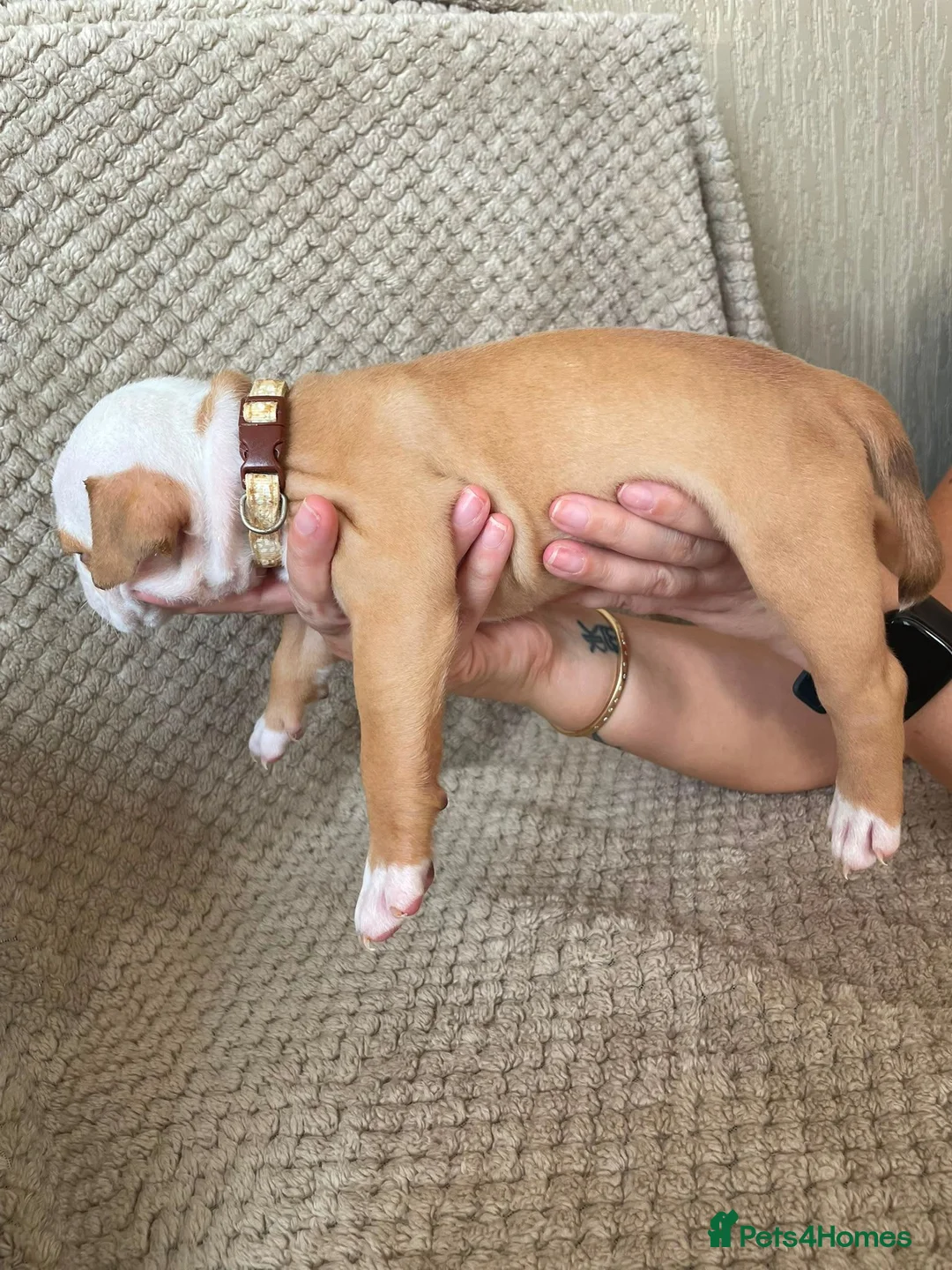 Mixed Breed dogs for sale: 3/4 English bulldog 1/4 American bulldog  - Advert 10