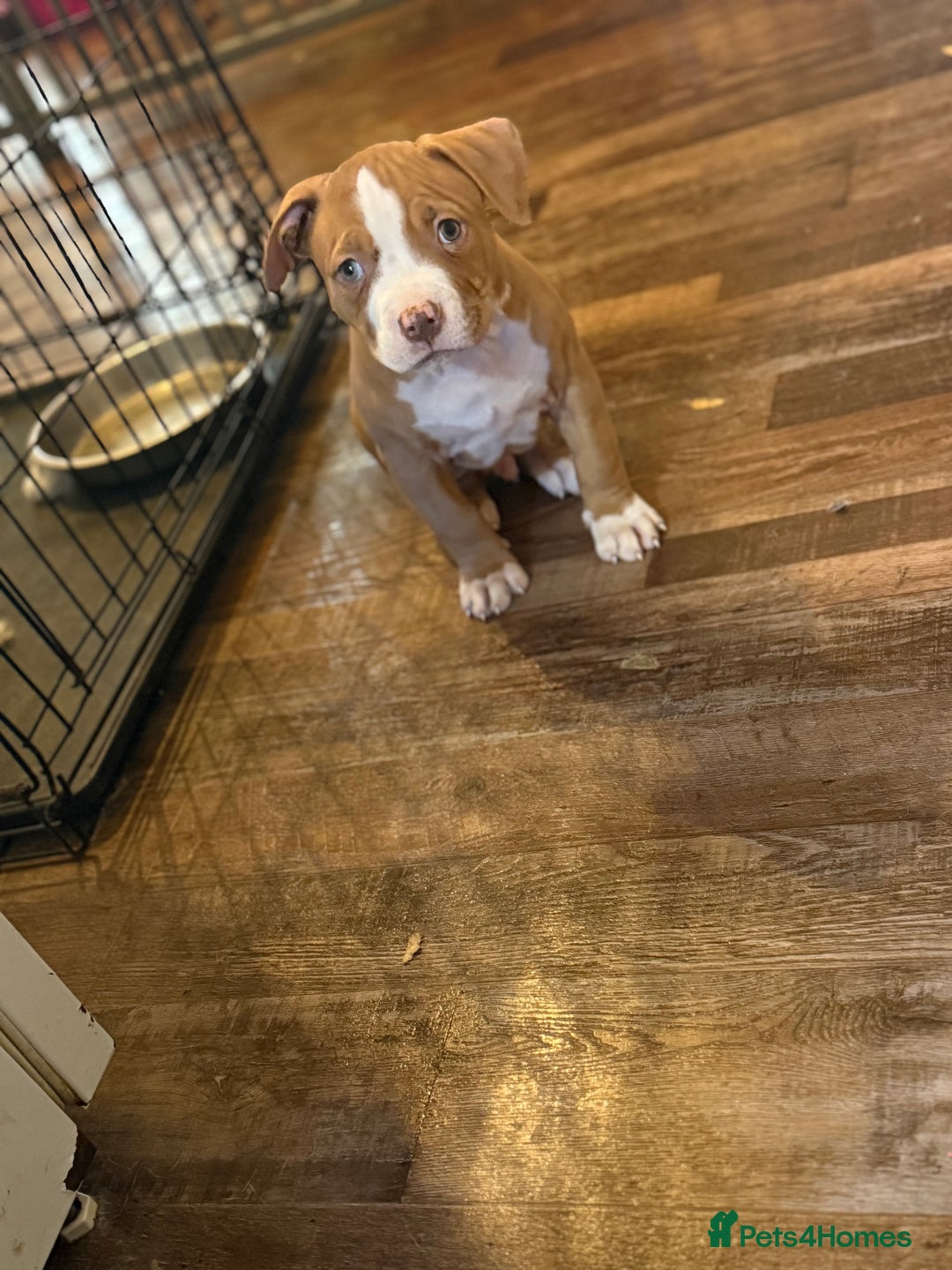 American Bulldog dogs for sale: Male American bulldog for sale  - Advert 7