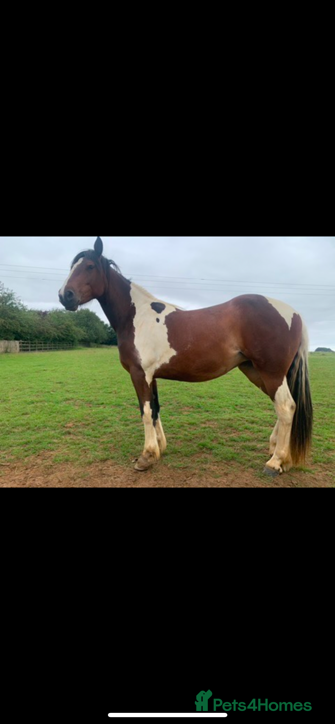 Other Breed horses for sale: Pony for sale - Advert 1