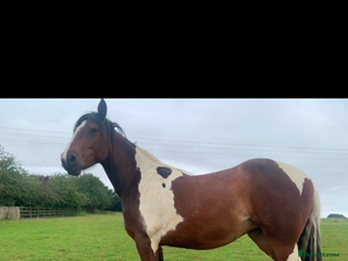 Other Breed horses Pony for sale - Advert 1