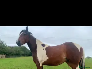 Other Breed horses Pony for sale - Advert 3