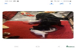 Cocker Spaniel dogs for sale: 6 cocker-spaniel pups  - Image 14