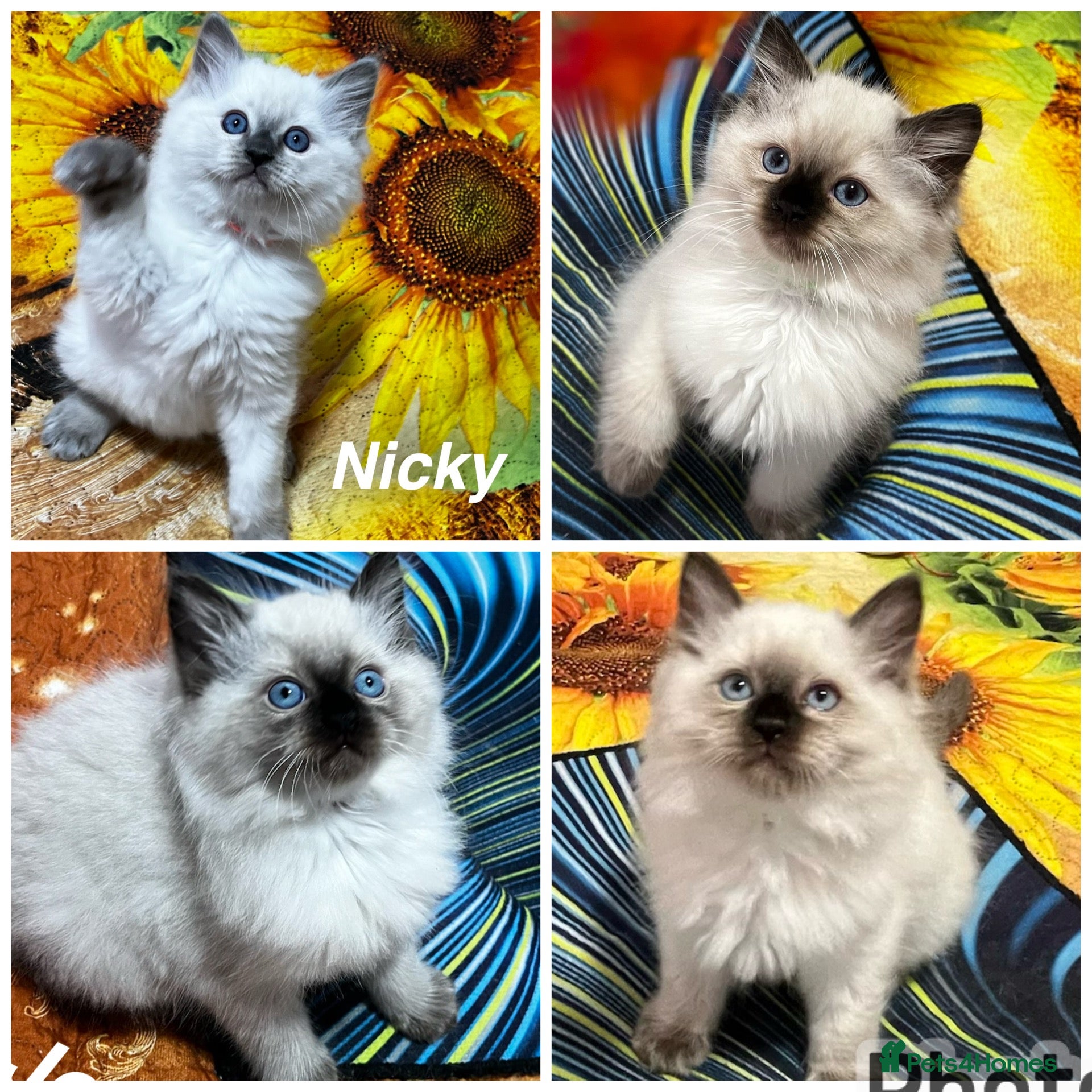 Ragdoll cats 🥰4 Beautiful Little Boys Looking Loving Homes ❤️✨ - Advert 1