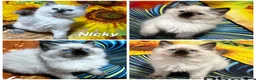 Ragdoll cats for sale: 🥰4 Beautiful Little Boys Looking Loving Homes ❤️✨ - Advert 1