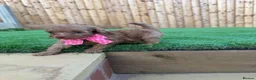 Cockapoo dogs for sale: 🐾 Adorable F1BB Teddy bear toy cockapoos 🐾 - Advert 12