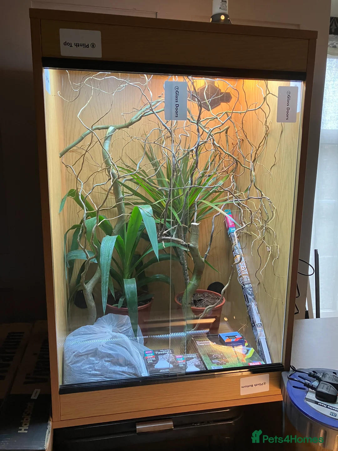 Chameleon reptiles for sale: Yemen Chameleon + Vivarium Setup Kit - Advert 13