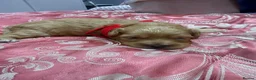 Maltipoo dogs for sale: Beautiful litter of Malti poo puppies - Advert 2
