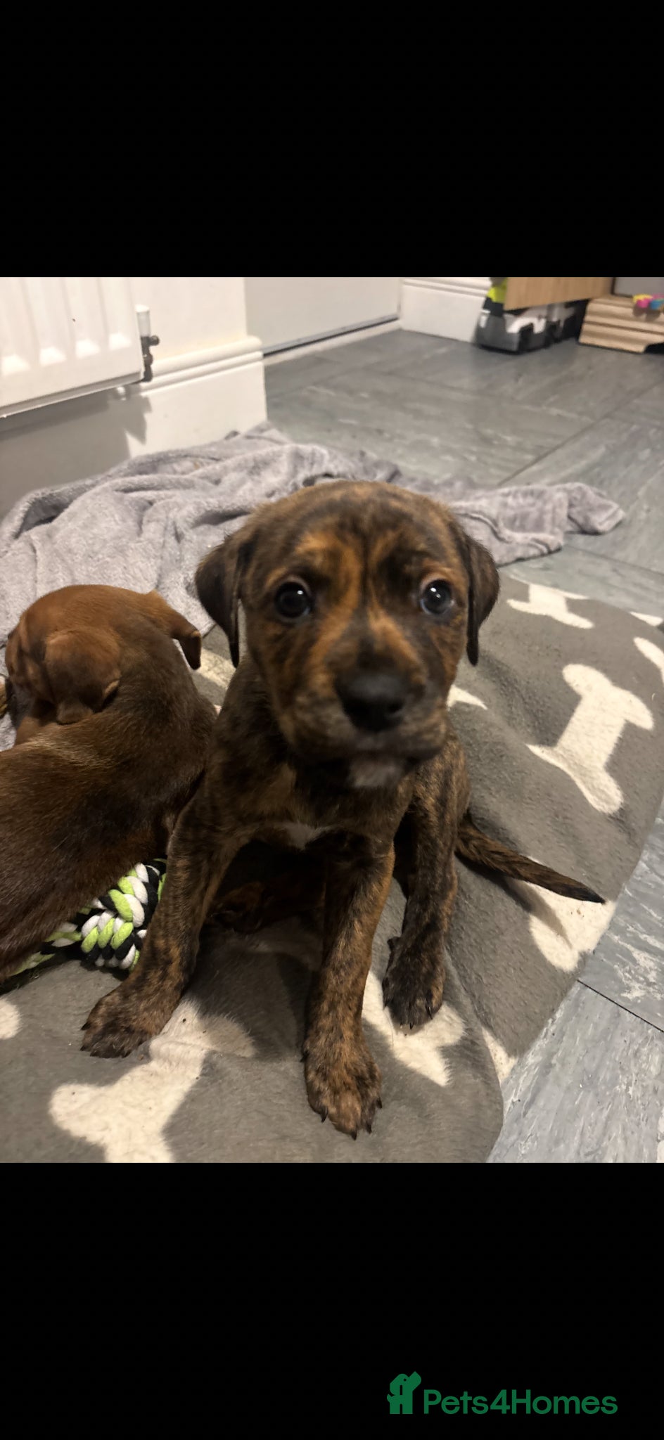 Mixed Breed dogs Rolo  - Advert 1