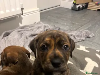 Mixed Breed dogs Rolo - Advert 1