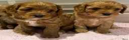 Cavapoo dogs for sale: F1 cavapoo in Gravesend - Advert 17