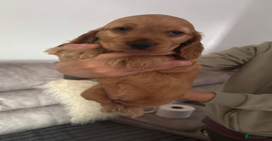 Cocker Spaniel dogs - Advert 5