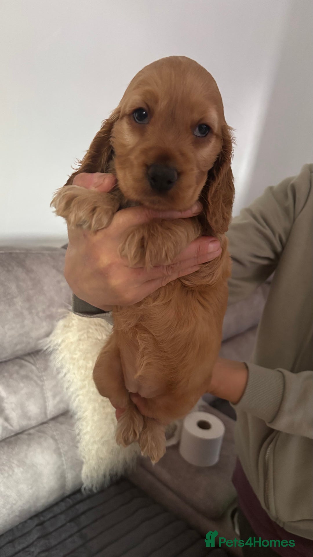Cocker Spaniel dogs for sale: Show Type Cocker Spaniels - Image 2