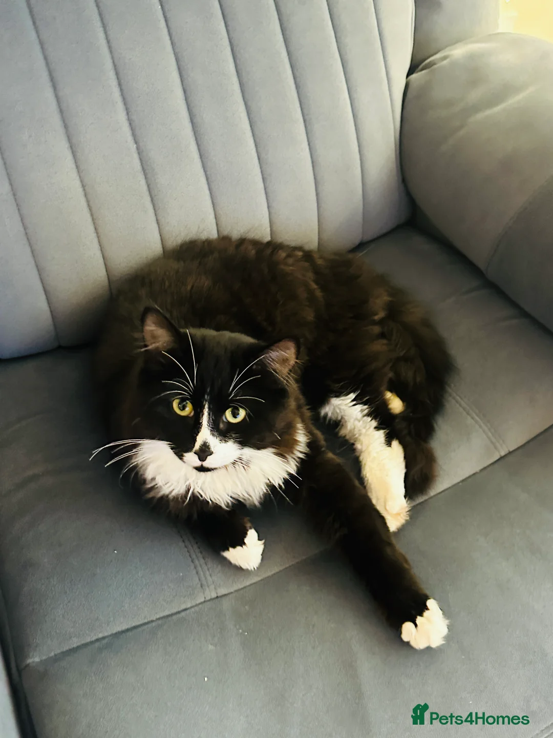 British Shorthair cats for sale: Adorable British Shorthair Tuxedo - Advert 6