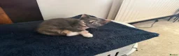 Domestic Shorthair cats for sale: Beautiful kittens raised in a family home - Advert 10