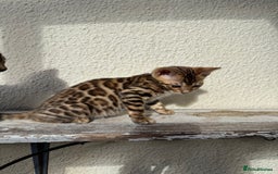Bengal cats for sale: 5 Bengal kittens , 2 boys and 3 girls  - Image 11