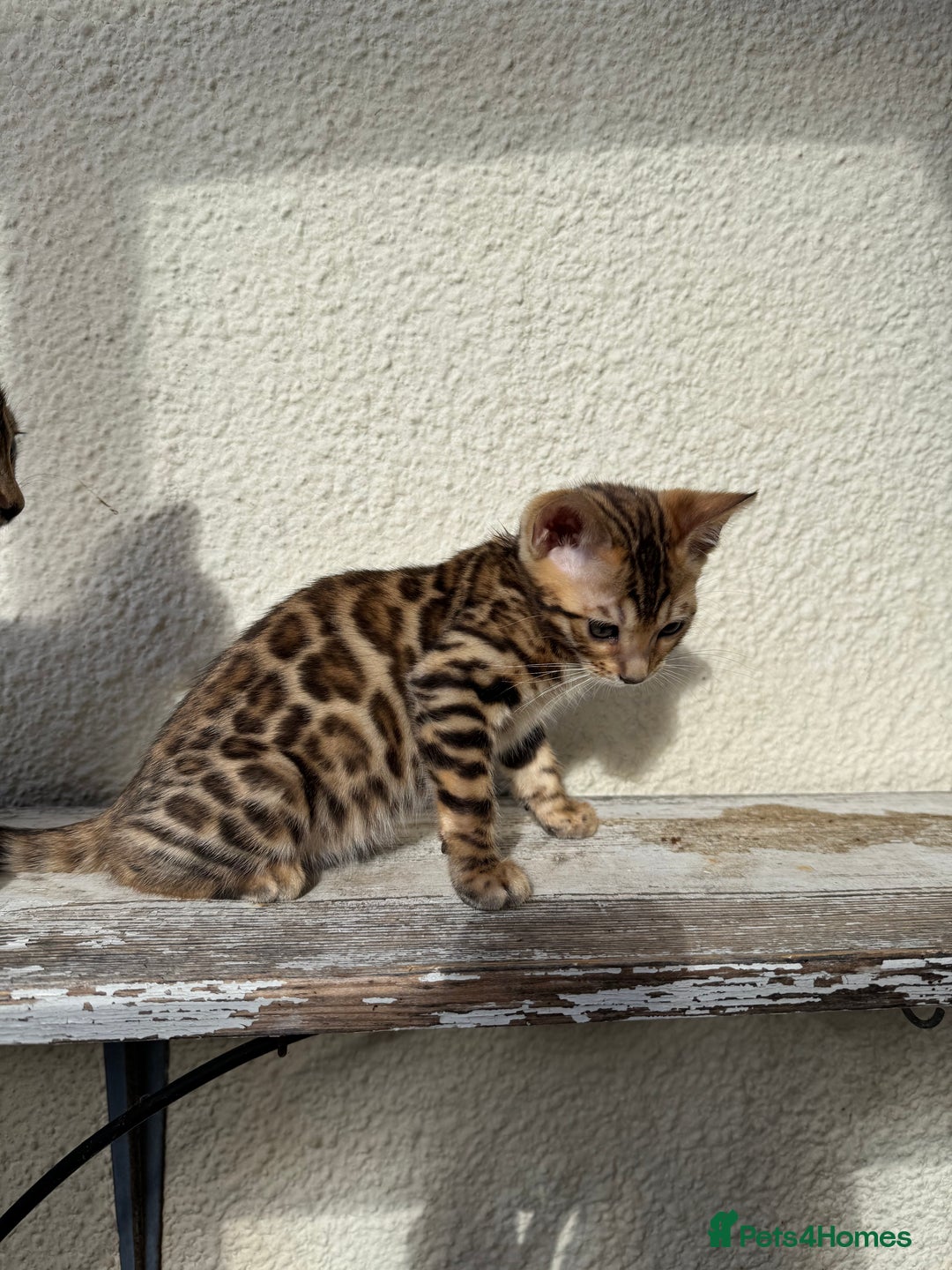 Bengal cats for sale: 5 Bengal kittens , 2 boys and 3 girls  - Image 11