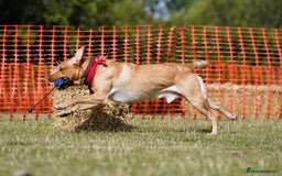 Labrador Retriever dogs for sale: Quality KC reg labs (ideal assistance/therapy dog) - Image 6