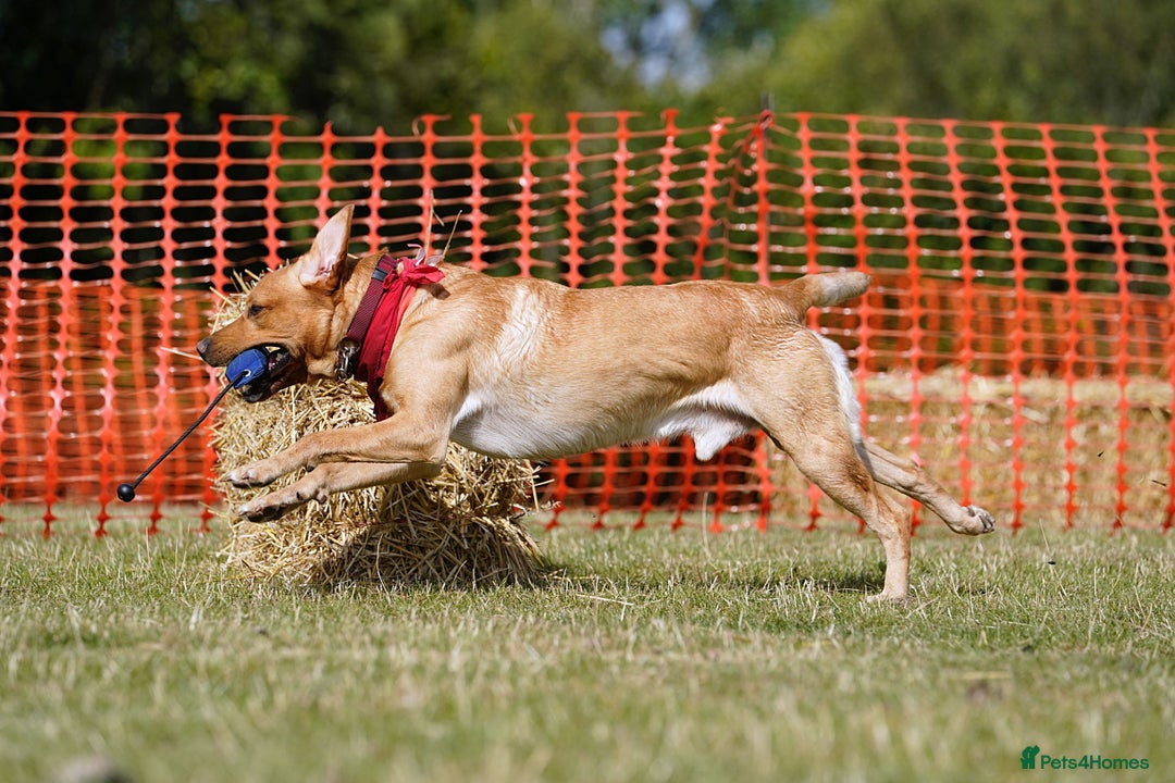 Labrador Retriever dogs for sale: Quality KC reg labs (ideal assistance/therapy dog) - Image 6