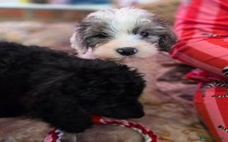 Cockapoo dogs for sale: Stunning mini cockapoo dna checked puppies - Advert 11