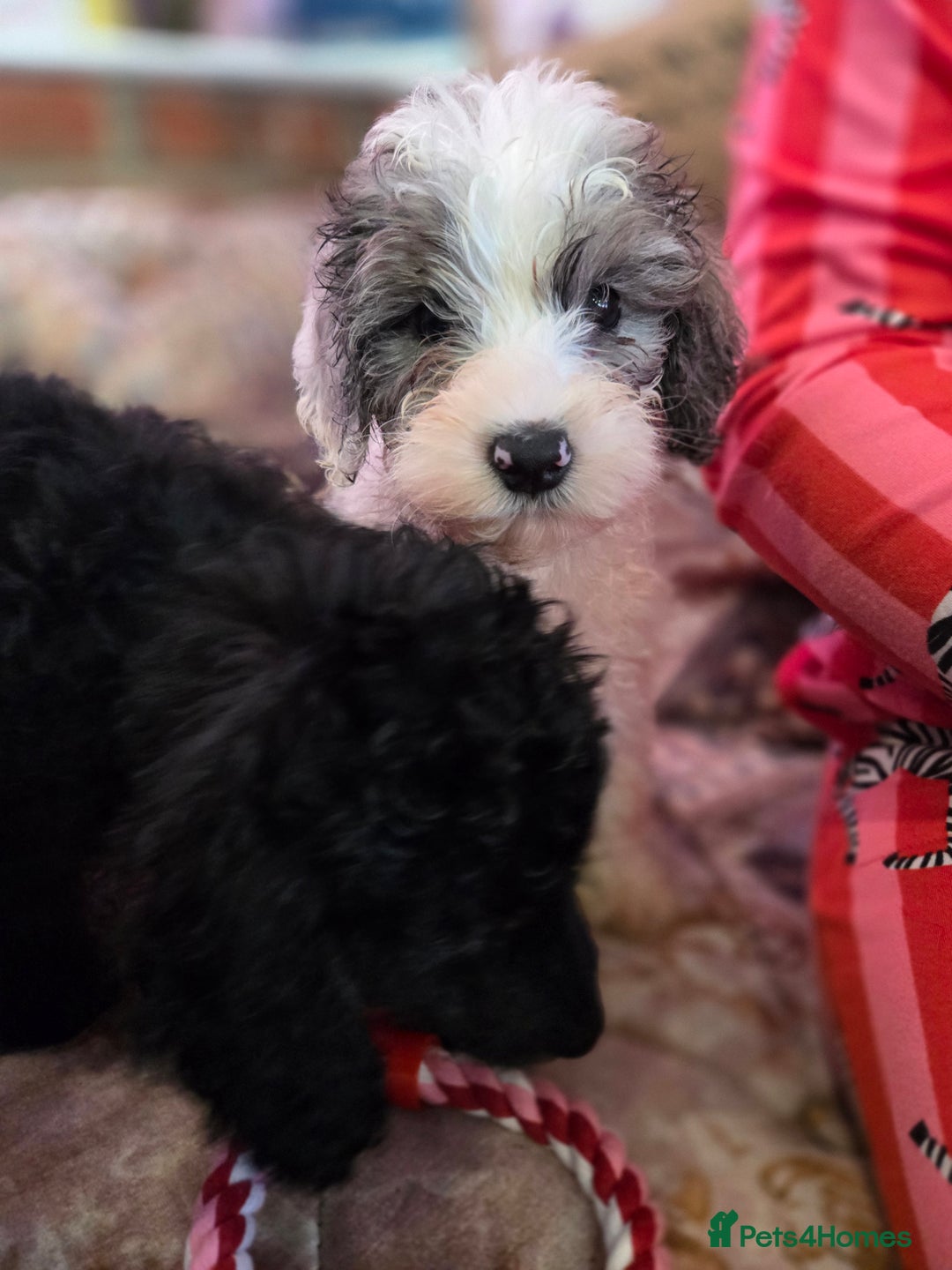 Cockapoo dogs for sale: Stunning mini cockapoo dna checked puppies - Advert 11