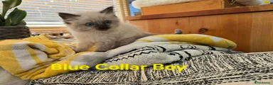 Ragdoll Kitten 1