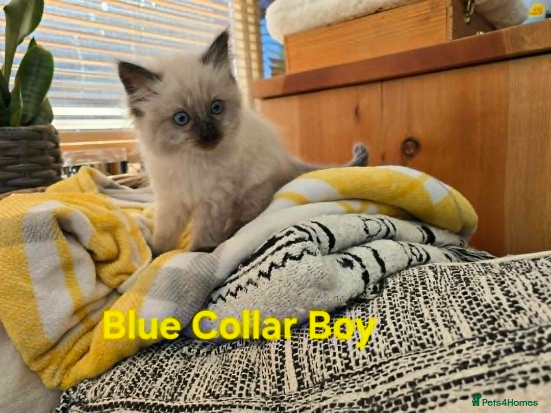 Ragdoll cats for sale: Beautiful Ragdoll kittens - Advert 14