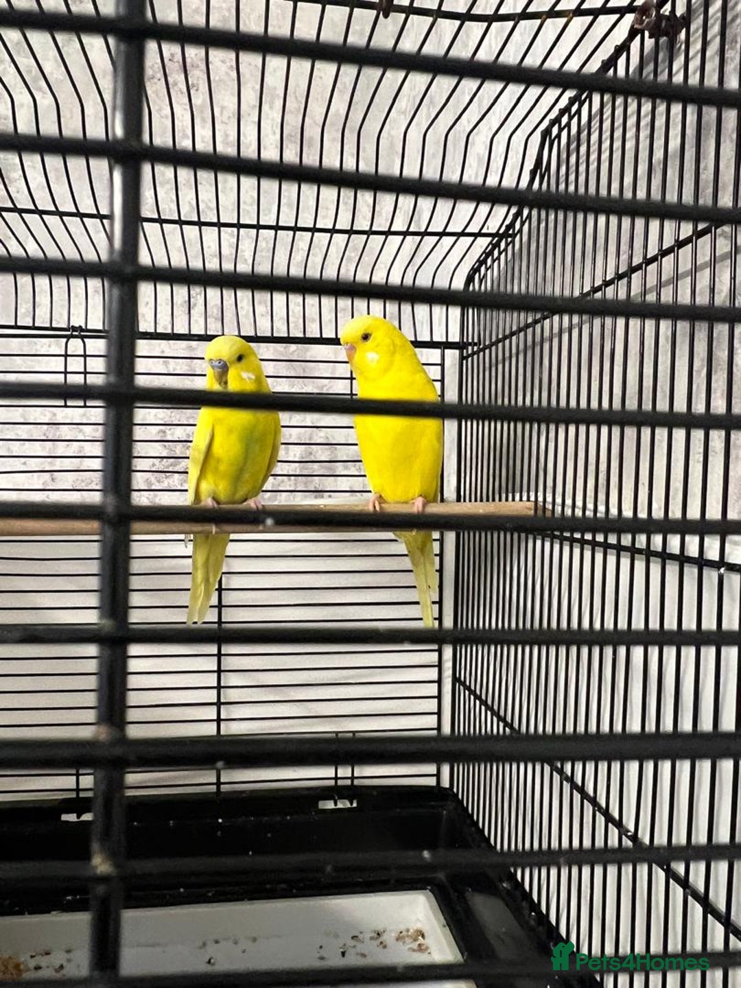 Budgerigars birds for sale: Married Budgerigars - Advert 6