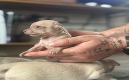 Chihuahua dogs for sale: Beautiful Chihuahua Boys - Image 15