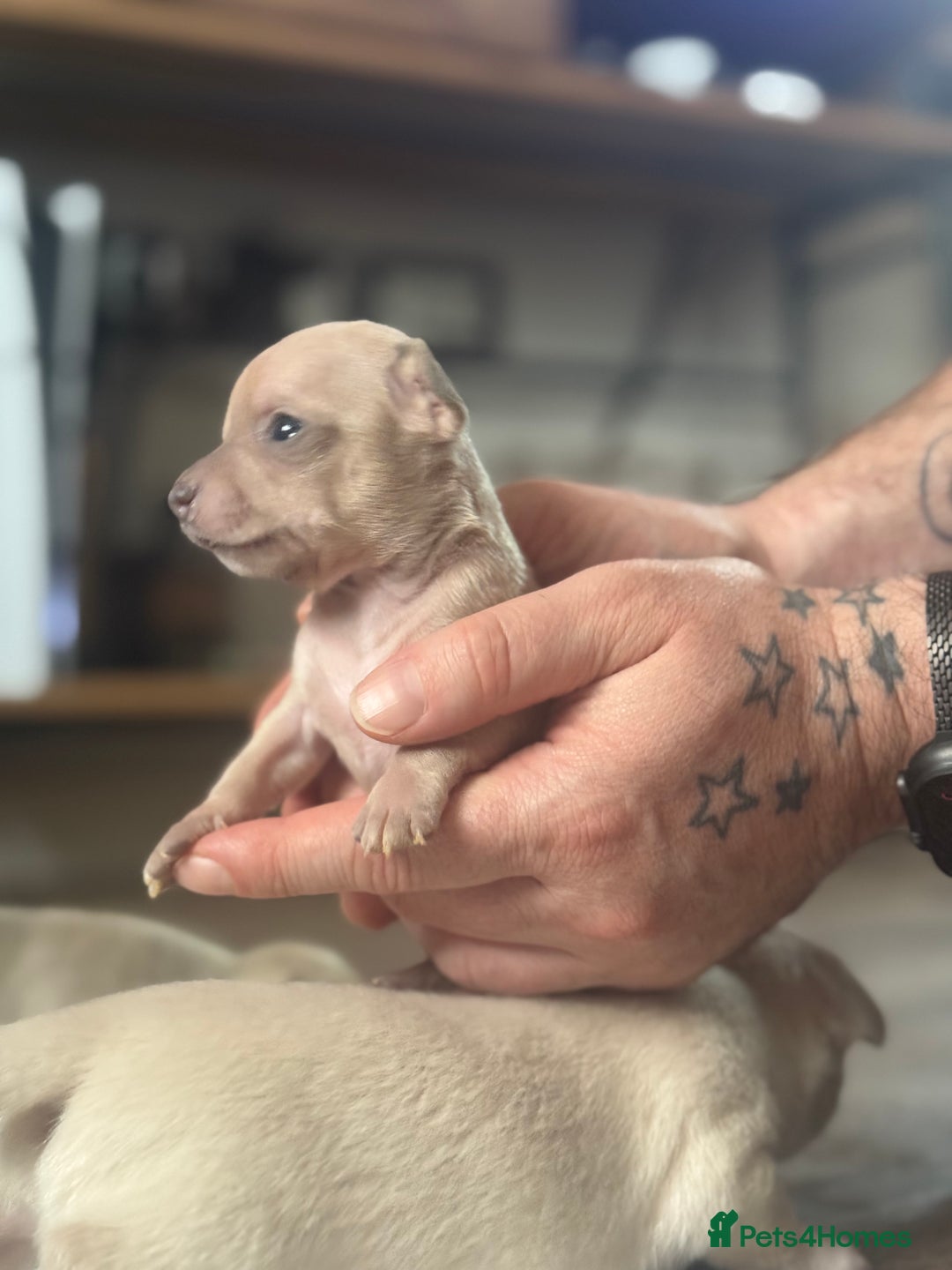 Chihuahua dogs for sale: Beautiful Chihuahua Boys - Image 15