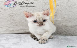 Bengal cats for sale: Champion line Superb Bengal Kittens  - Image 27