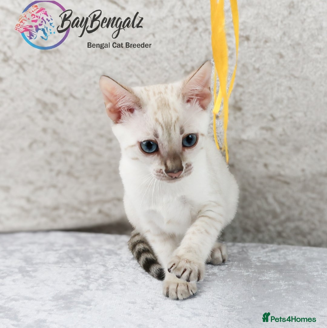 Bengal cats for sale: Champion line Superb Bengal Kittens  - Image 27
