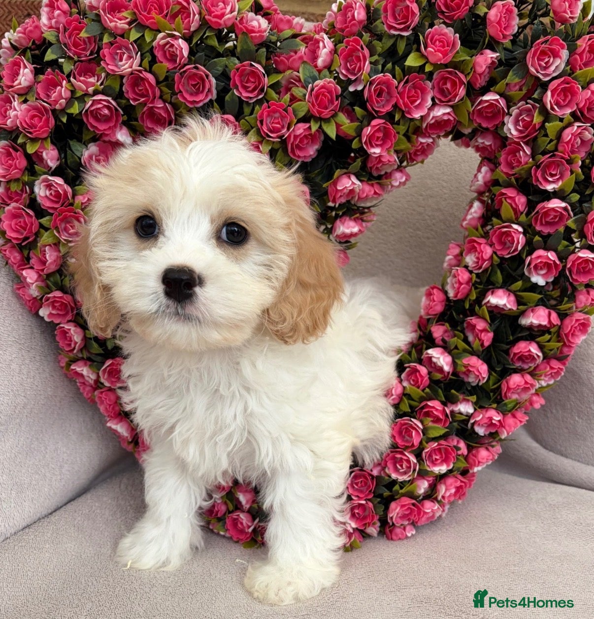 Cavachon dogs Cavashon puppies  - Advert 1