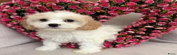 Cavachon dogs for sale: Cavashon puppies  - Advert 1