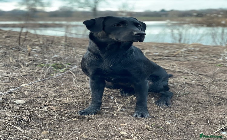 Labrador Retriever dogs - Advert 3
