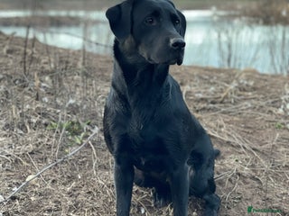 Labrador Retriever dogs - Advert 28