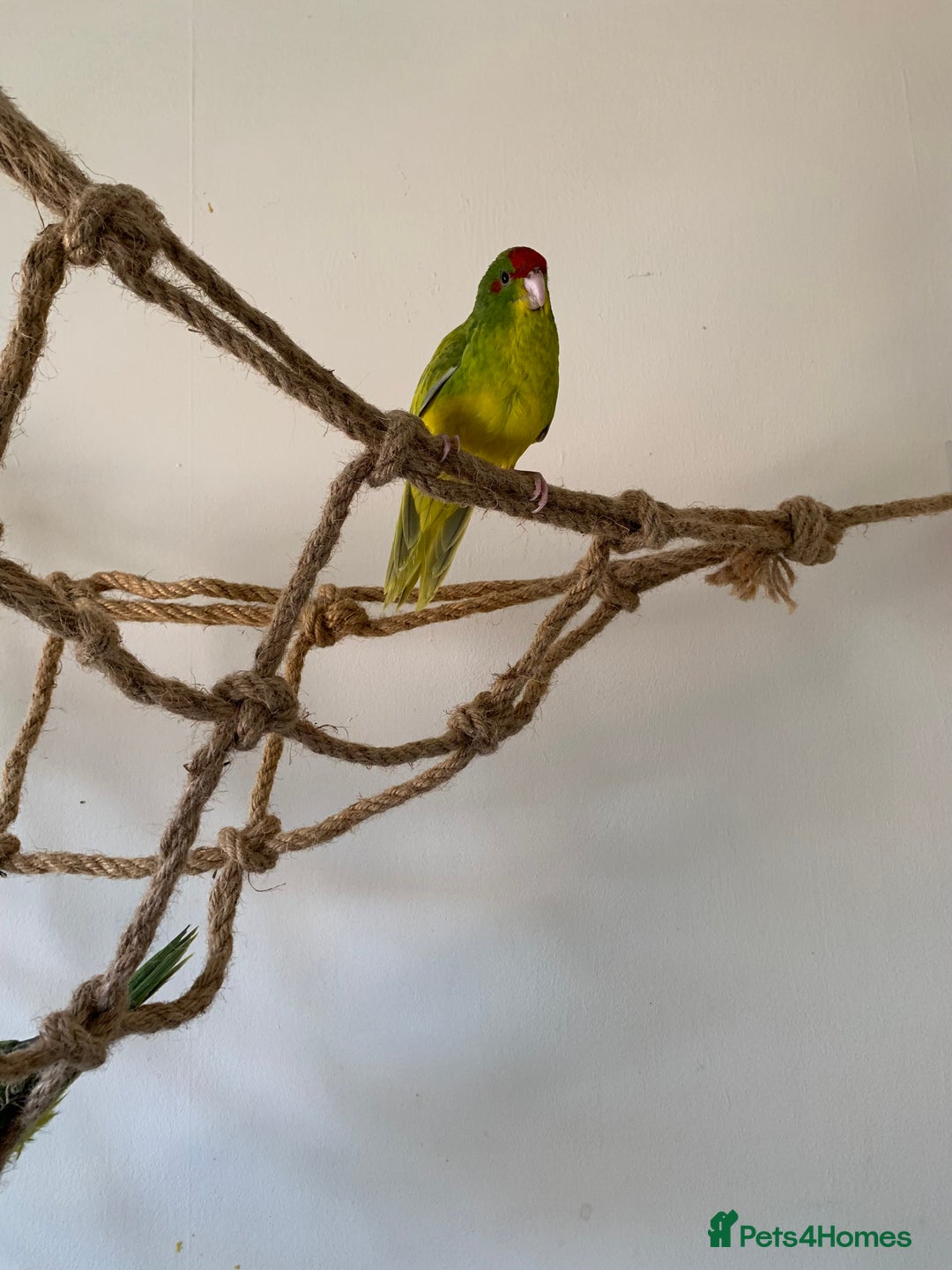 Parakeets birds for sale: 6 Hand Reared Baby Kakariki’s For Sale - Image 12
