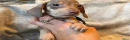 Miniature Dachshund dogs for sale: Bundles of Joy in Peterborough - Advert 1