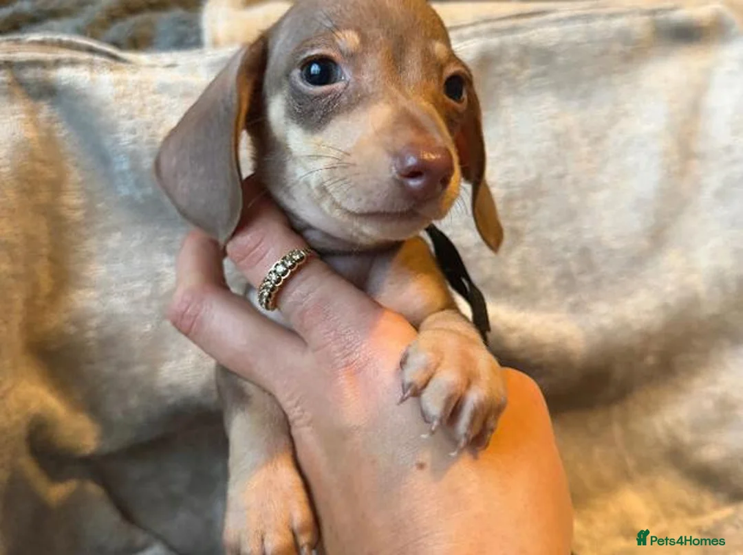 Miniature Dachshund dogs for sale: Bundles of Joy in Peterborough - Advert 1