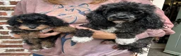 Toy Poodle dogs for sale: Beautiful, Tricolour, KC Reg Male Toy Poodle - Advert 3