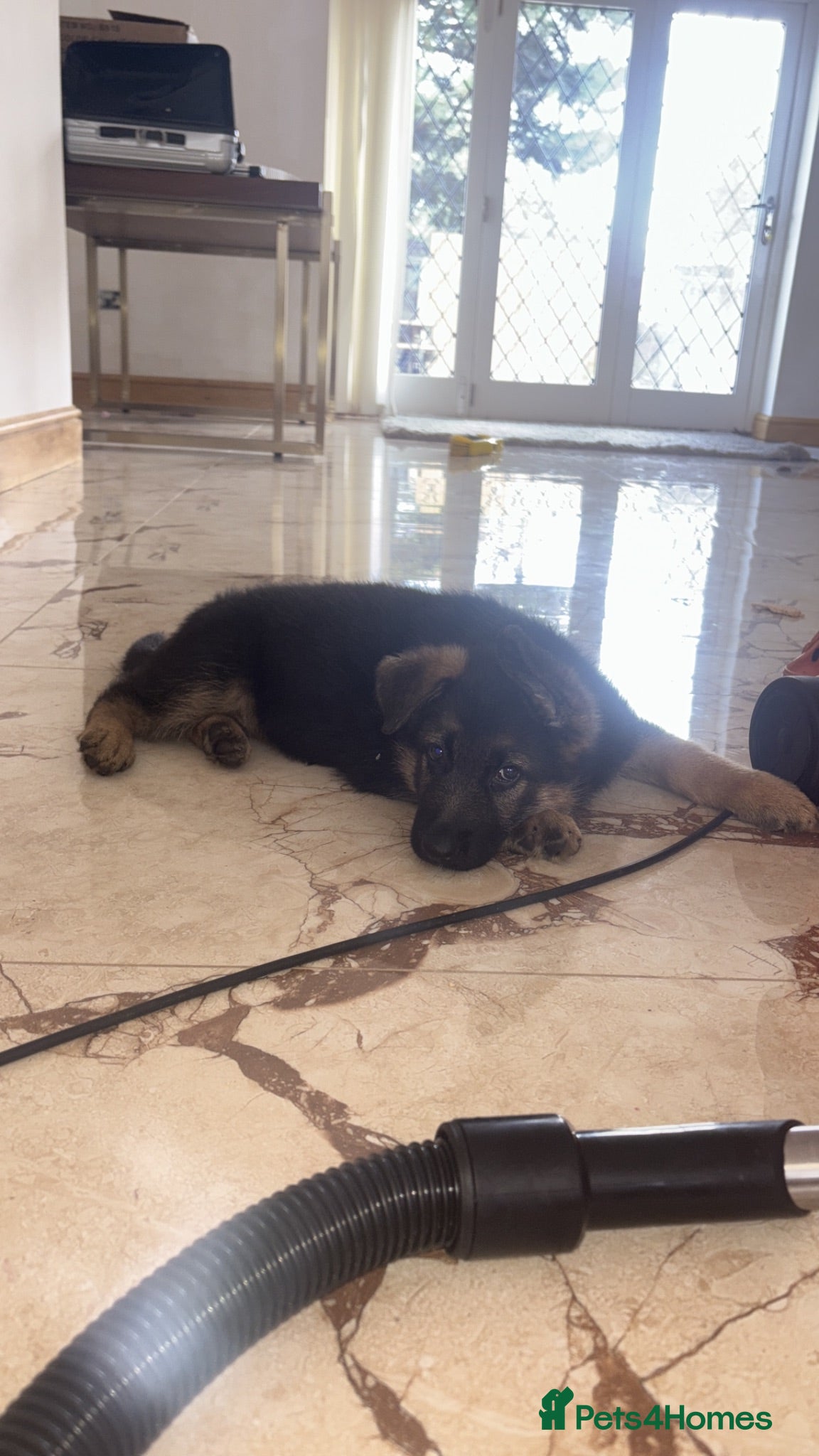 German Shepherd dogs Family reared Gsd males ready!  - Advert 4